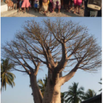 13_madagascar