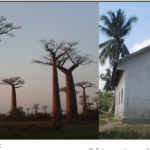 14_madagascar